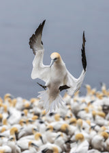 landing Poster och Canvastavla