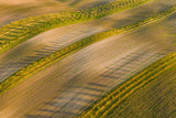 late summer Poster och Canvastavla