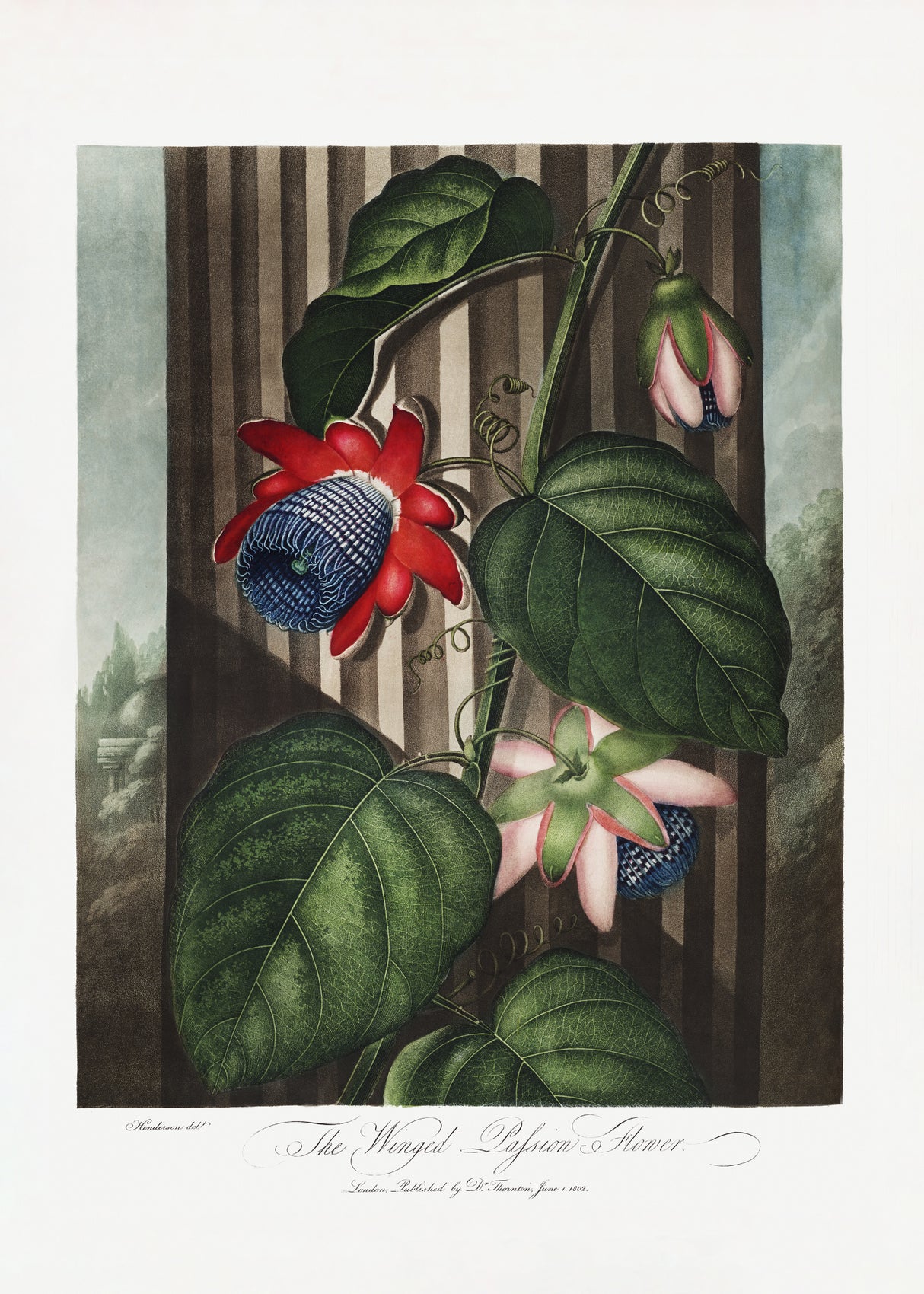 The Winged Passion-Flower from The Temple of Flora (1807) Poster och Canvastavla