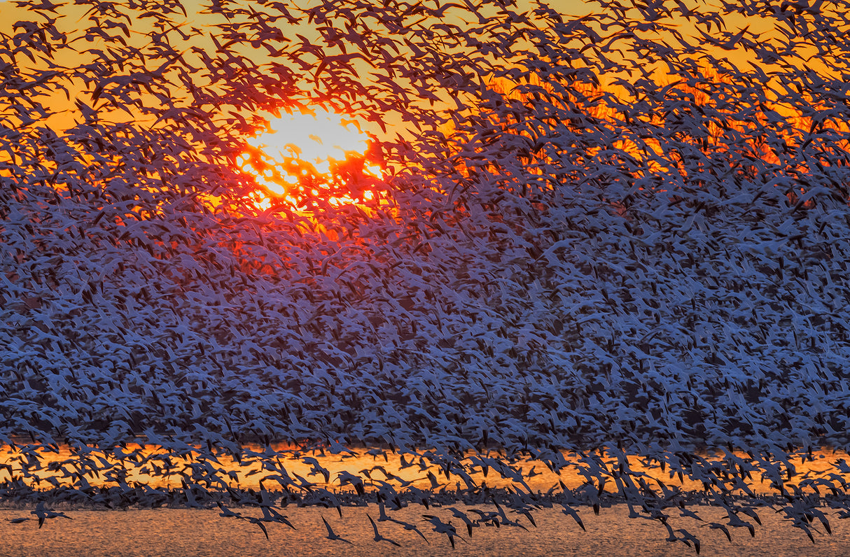 Snow Geese Flying in Sunrise Poster och Canvastavla
