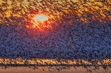 Snow Geese Flying in Sunrise Poster och Canvastavla