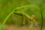 Locust molting Poster och Canvastavla