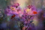 Cosmea Poster och Canvastavla