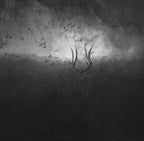 Mother Nature's Son Poster och Canvastavla