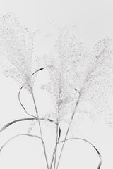 Dried Grass_black&amp;white Poster och Canvastavla
