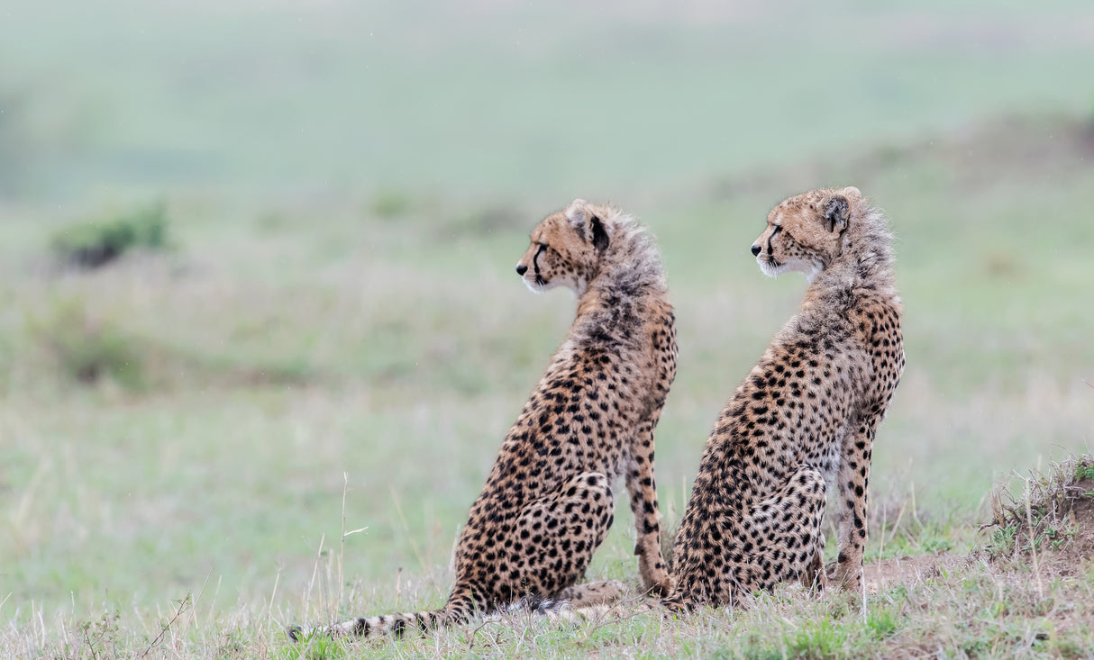 Cheetah brothers Poster och Canvastavla