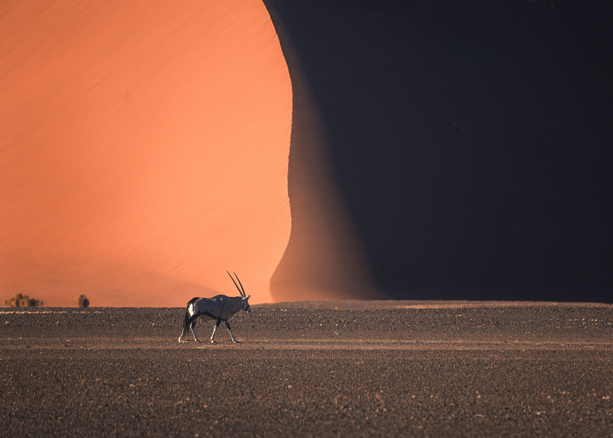 Namibia Impressions Poster och Canvastavla