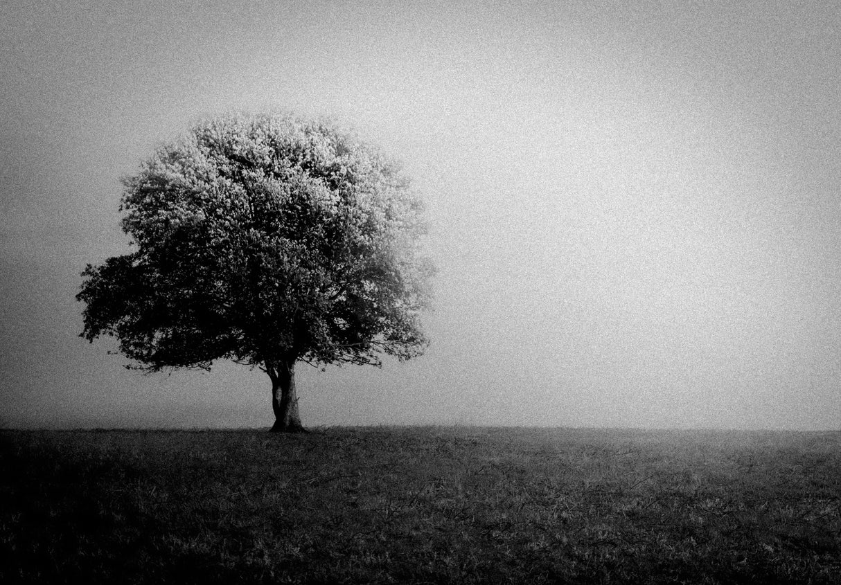 Tree part 2 Poster och Canvastavla