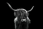 Long hair cattle Poster och Canvastavla