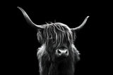 Long hair cattle Poster och Canvastavla
