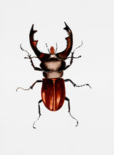 Stag beetle or Lucanus cervus Poster och Canvastavla