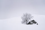 In the snow Poster och Canvastavla
