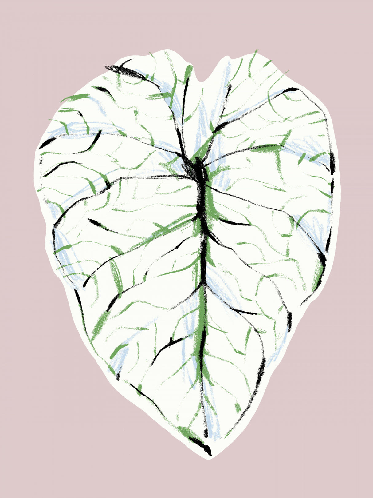 Alocasia Melo Light Poster och Canvastavla