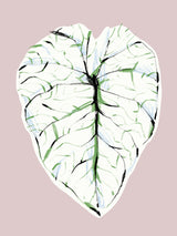Alocasia Melo Light Poster och Canvastavla