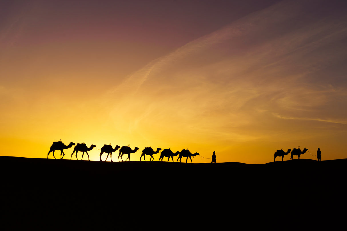 Sunrise silhouette of camels and handler, Merzouga Poster och Canvastavla