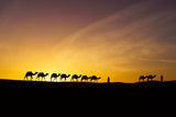 Sunrise silhouette of camels and handler, Merzouga Poster och Canvastavla