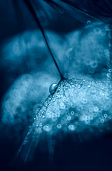 Blue Poster och Canvastavla