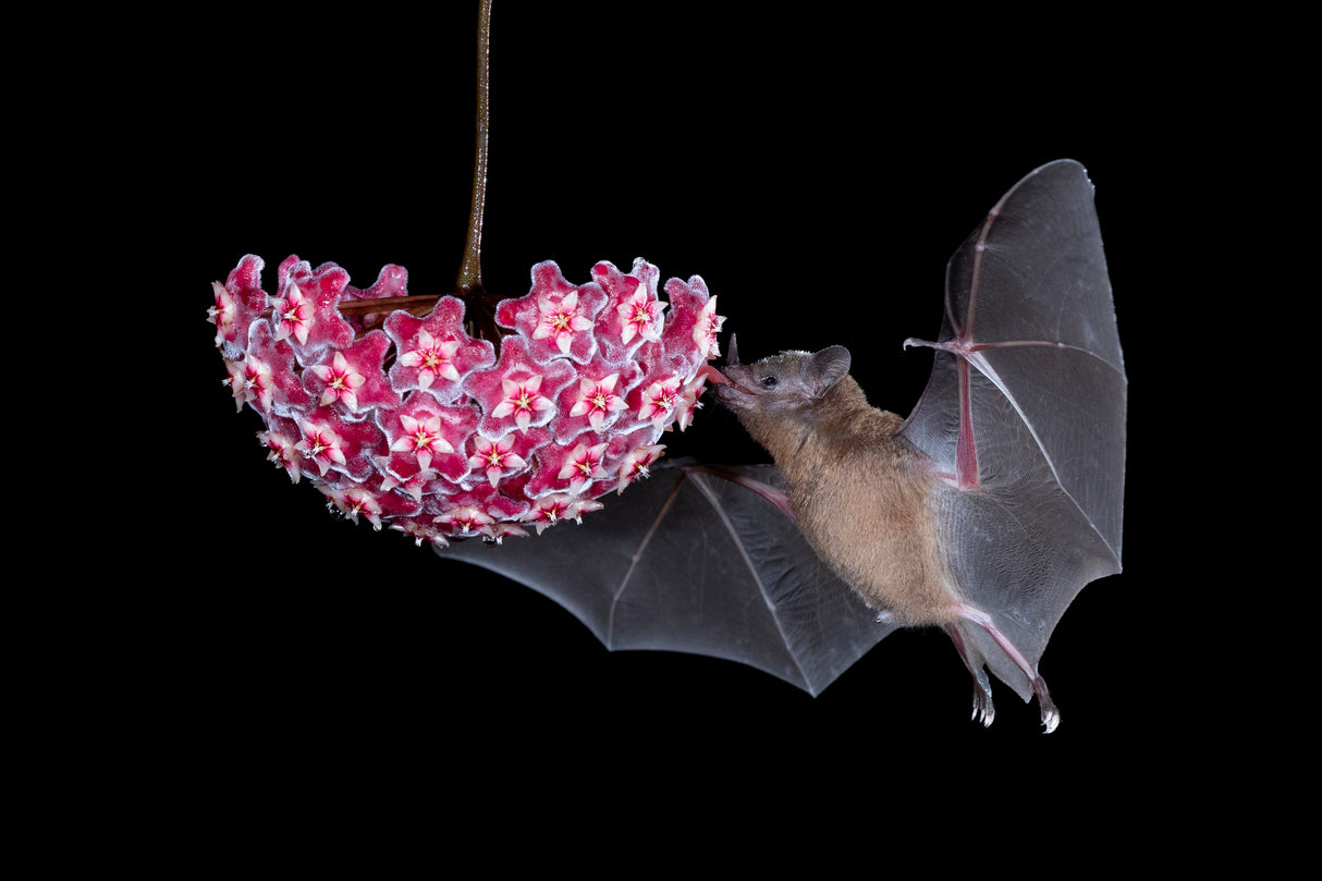 Bat Eating From Flower Poster och Canvastavla