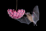 Bat Eating From Flower Poster och Canvastavla