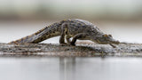 Young Croc Poster och Canvastavla