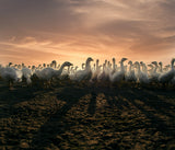 Goose party！ Poster och Canvastavla