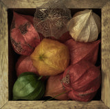 Physalis alkekengi in a box Poster och Canvastavla