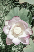 Lotus Poster och Canvastavla
