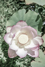 Lotus Poster och Canvastavla