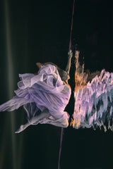 Fly up III Poster och Canvastavla