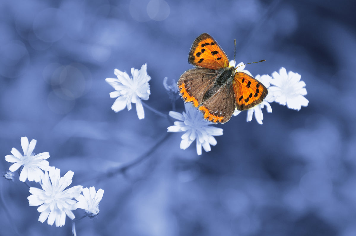 Lycaena phlaeas Poster och Canvastavla