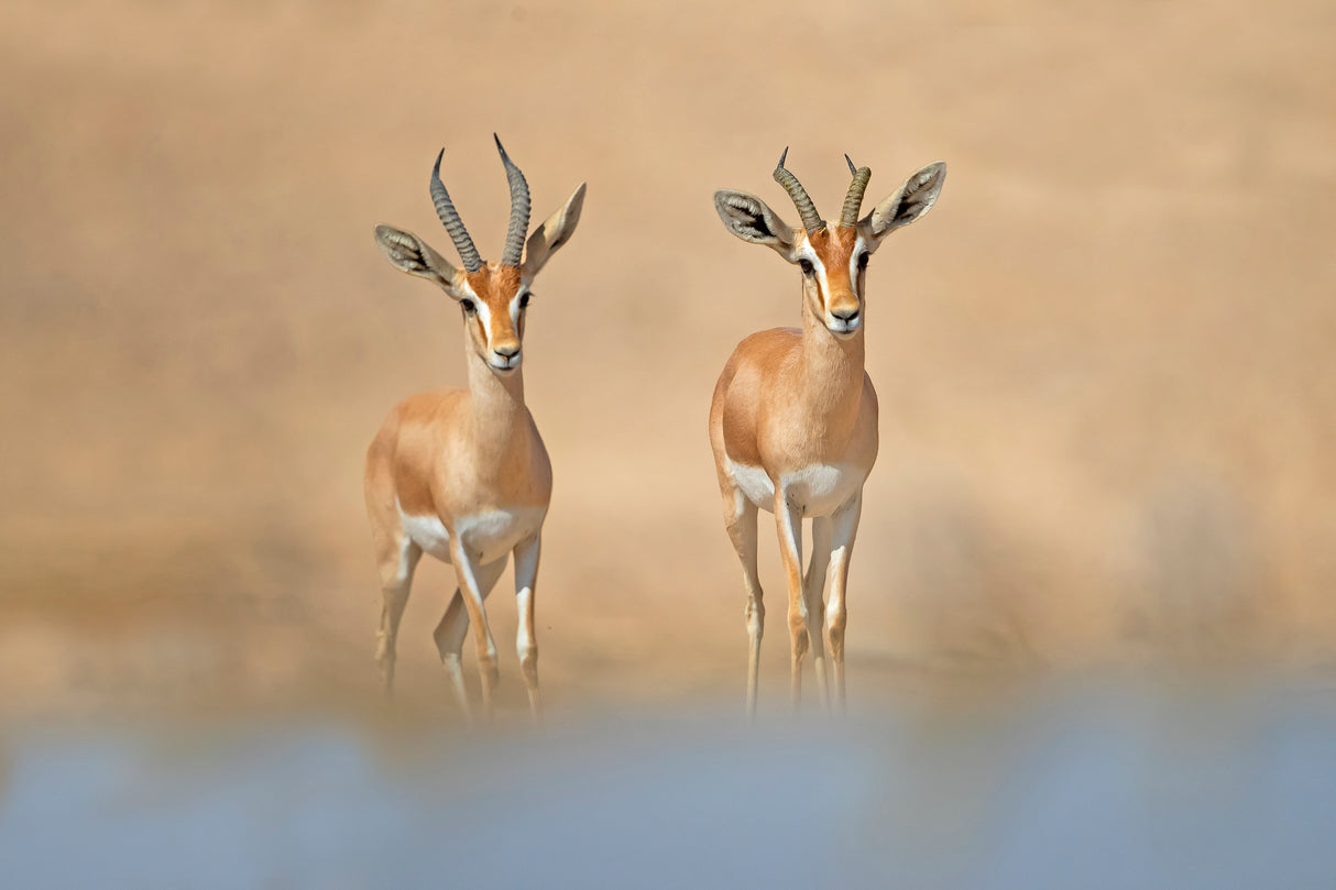 Dorcas Gazelle Poster och Canvastavla