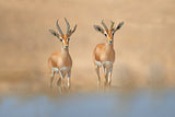 Dorcas Gazelle Poster och Canvastavla