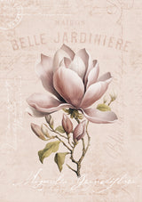 Magnolia Blush No1 Poster och Canvastavla