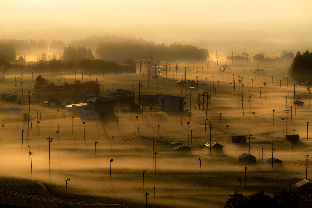 Morning mist Poster och Canvastavla