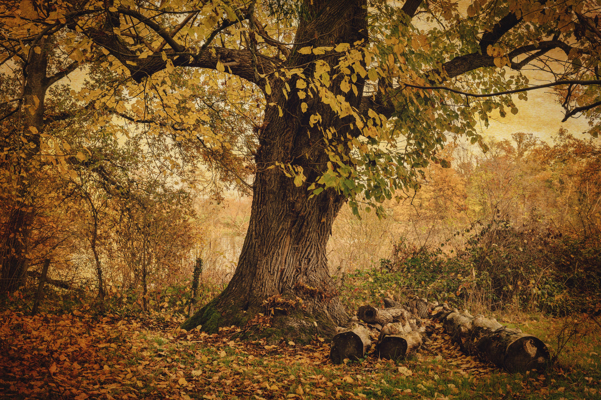 Old tree Poster och Canvastavla