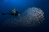 Alvin shoal Poster och Canvastavla