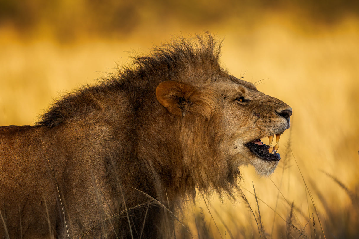 The angry Lion Poster och Canvastavla
