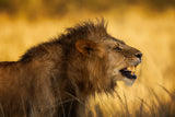 The angry Lion Poster och Canvastavla