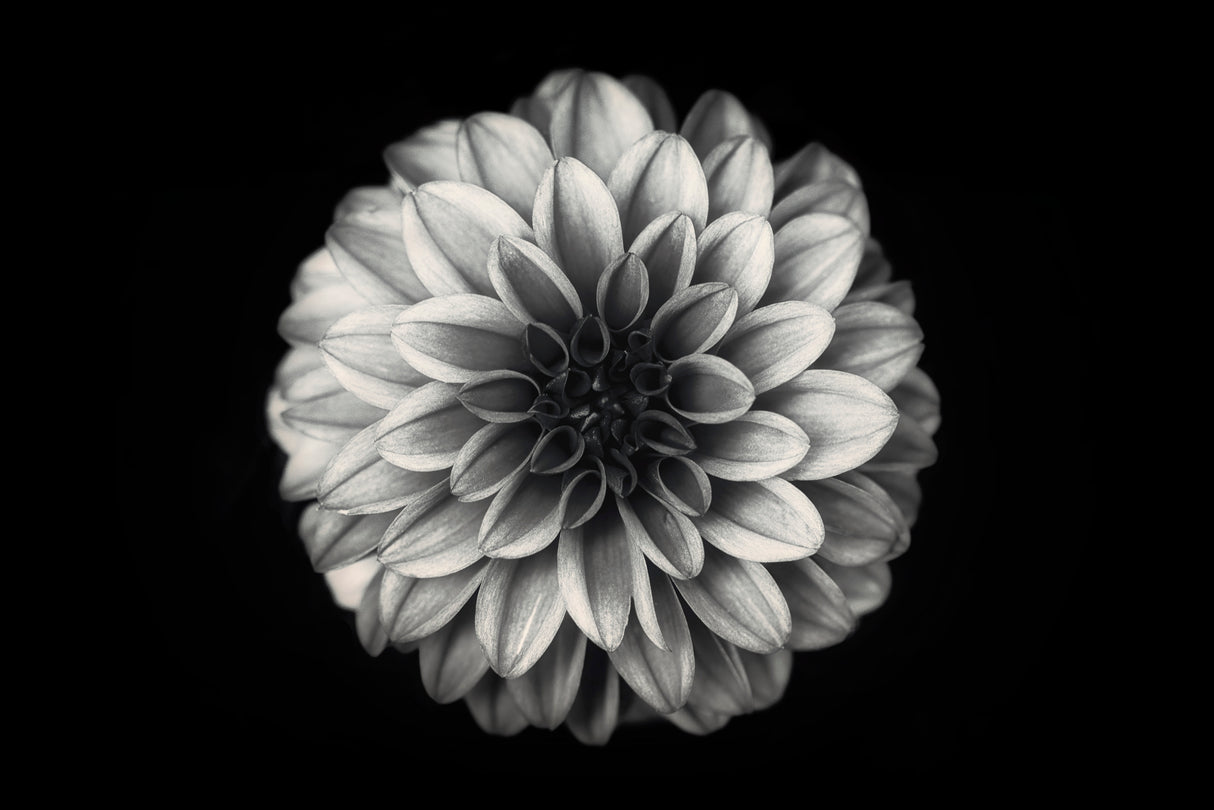 Dahlia Poster och Canvastavla