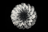 Dahlia Poster och Canvastavla