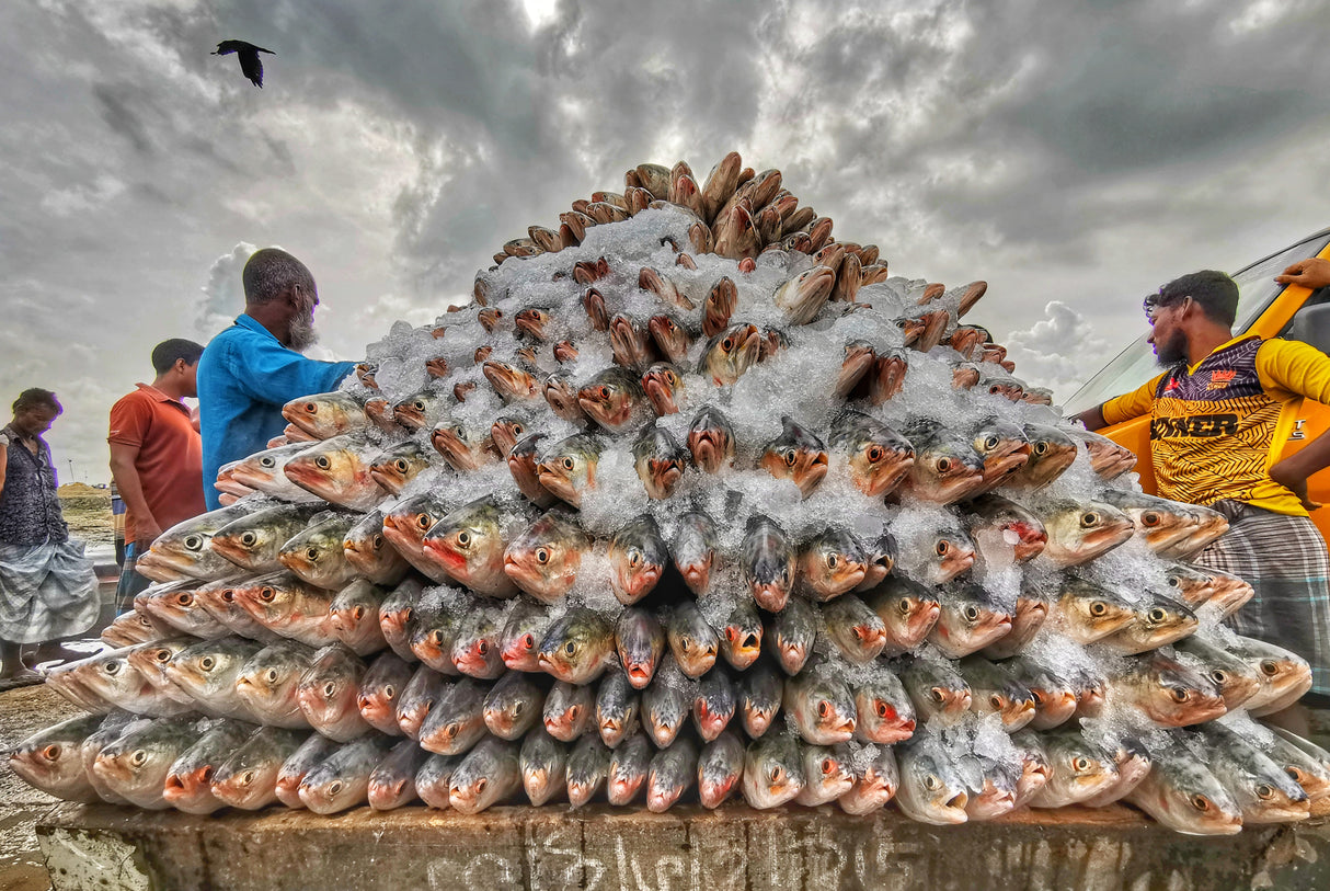 Hilsa Poster och Canvastavla
