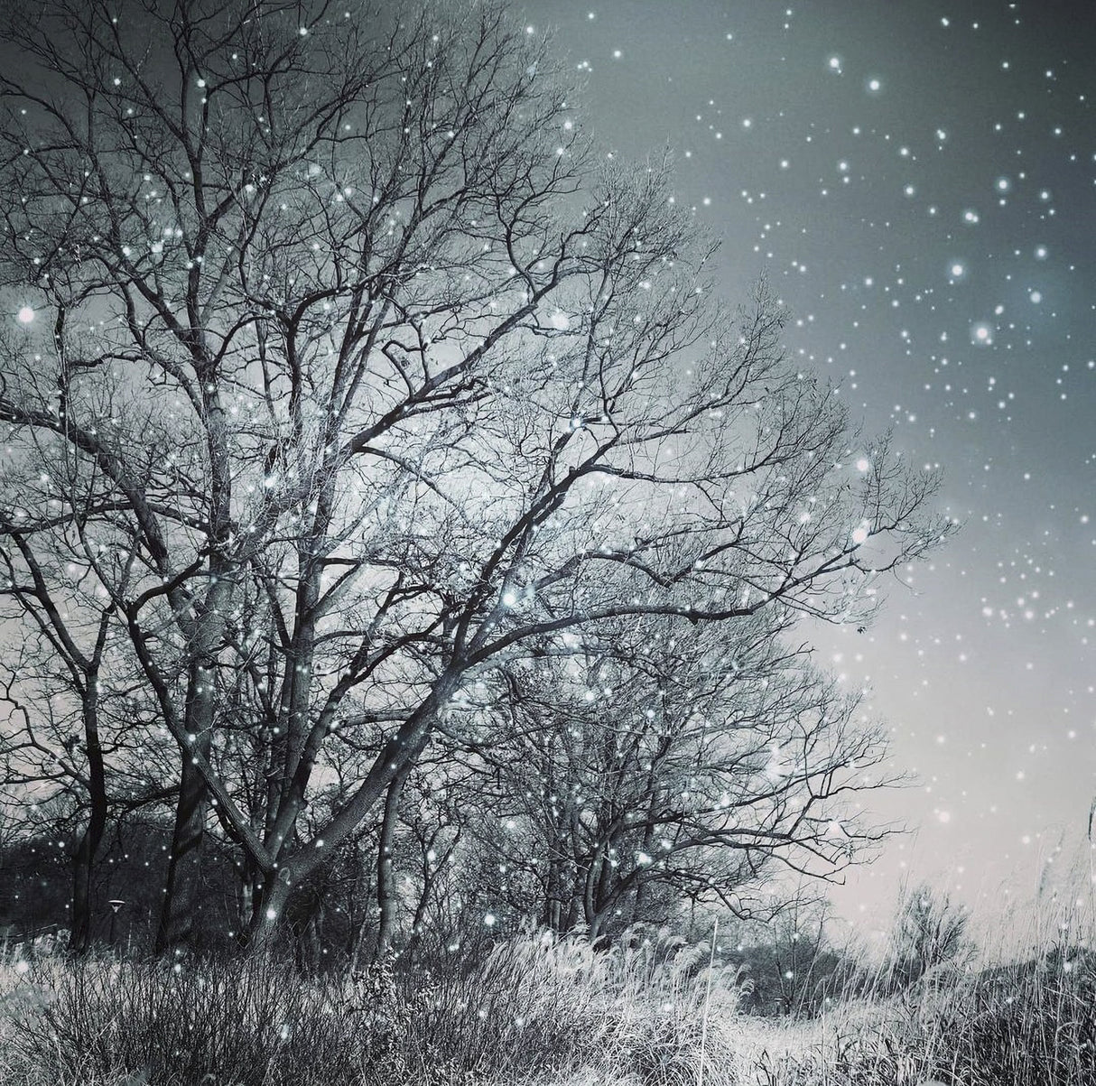 one snowy night Poster och Canvastavla