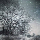 one snowy night Poster och Canvastavla