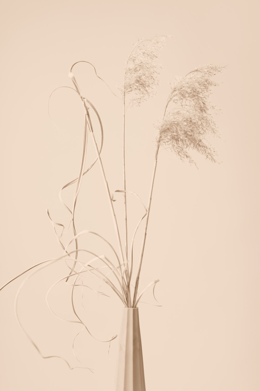 Dried Grass Vase Beige Poster och Canvastavla