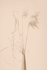 Dried Grass Vase Beige Poster och Canvastavla