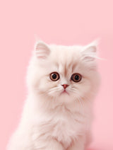 Kitty 4 Poster och Canvastavla