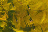 Flying like a bird Poster och Canvastavla