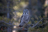 Great Grey Owl Poster och Canvastavla