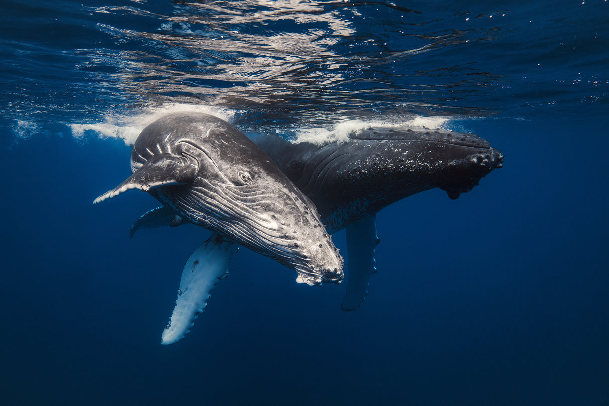 Humpback Whale family! Poster och Canvastavla