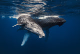 Humpback Whale family! Poster och Canvastavla